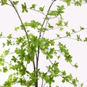 Jasaco | Sierplant Japanse Zen Tree Green 250cm