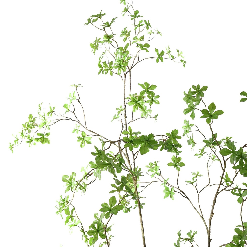 Jasaco | Sierplant Japanse Enkianthus Green 200cm