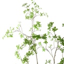 Jasaco | Sierplant Japanse Enkianthus Green 200cm