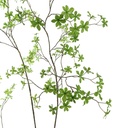 Jasaco | Sierplant Japanse Enkianthus Green 200cm