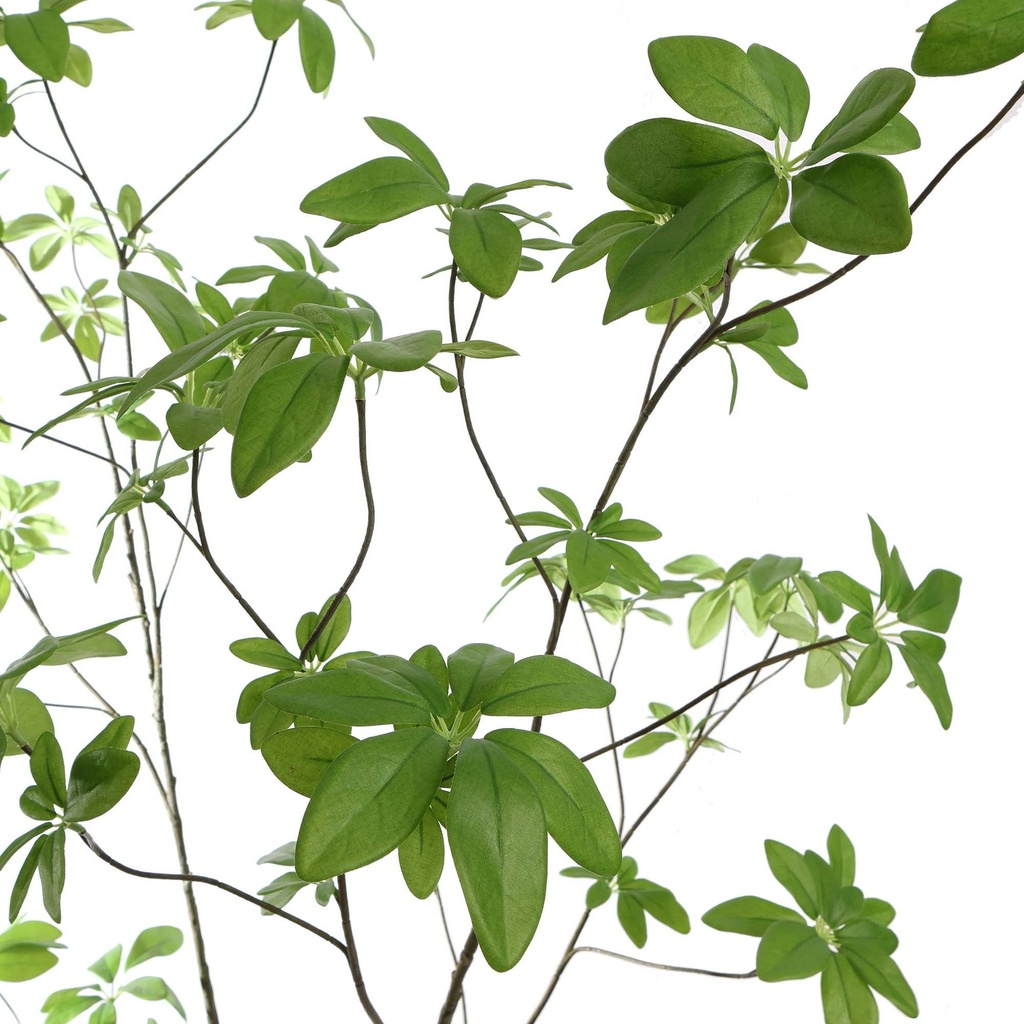 Jasaco | Sierplant Schefflera Green 220cm