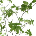 Jasaco | Sierplant Schefflera Green 220cm