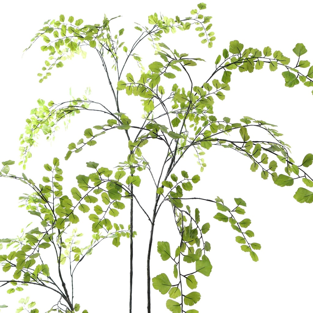 Jasaco | Sierplant Celery Leaf Tree Green 200cm