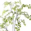 Jasaco | Sierplant Celery Leaf Tree Green 200cm