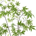 Jasaco | Sierplant Acer Palmatum Green 200cm