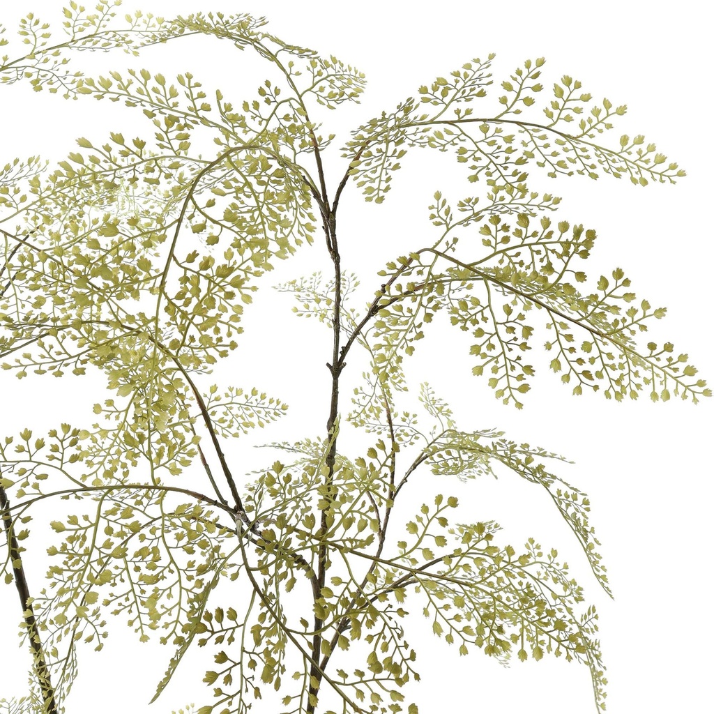 Jasaco | Sierplant Maiden Hair Plant Green 200cm