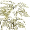 Jasaco | Sierplant Maiden Hair Plant Green 200cm