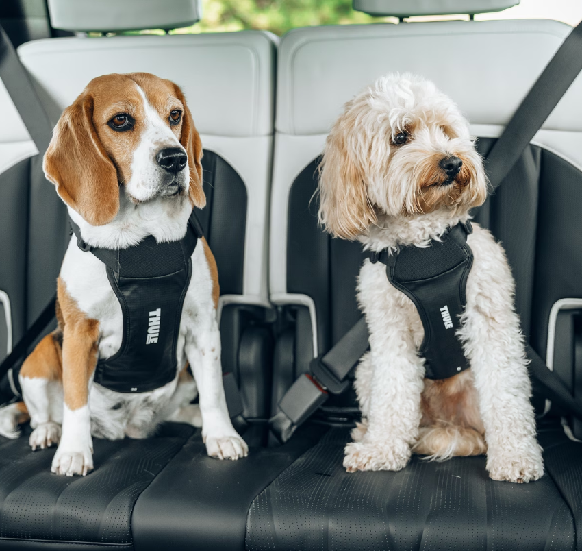 Thule | Harnas vr Hond Cappy Zwart S