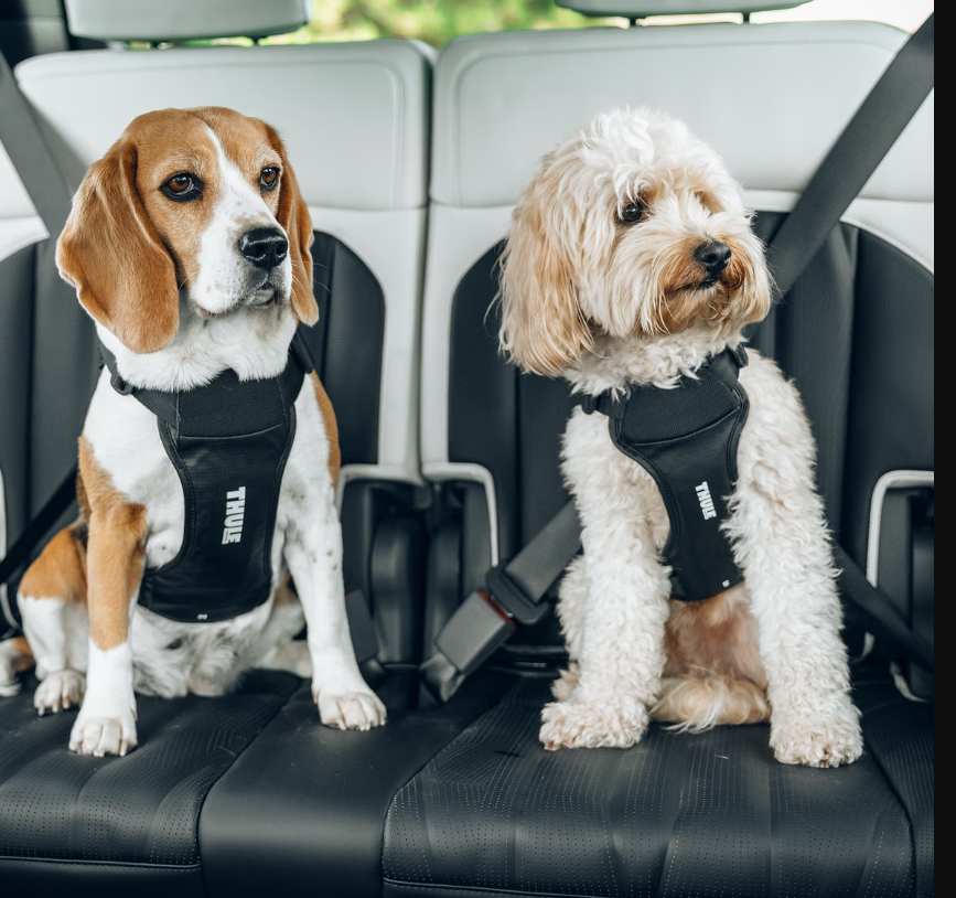 Thule | Harnas vr Hond Cappy Zwart L