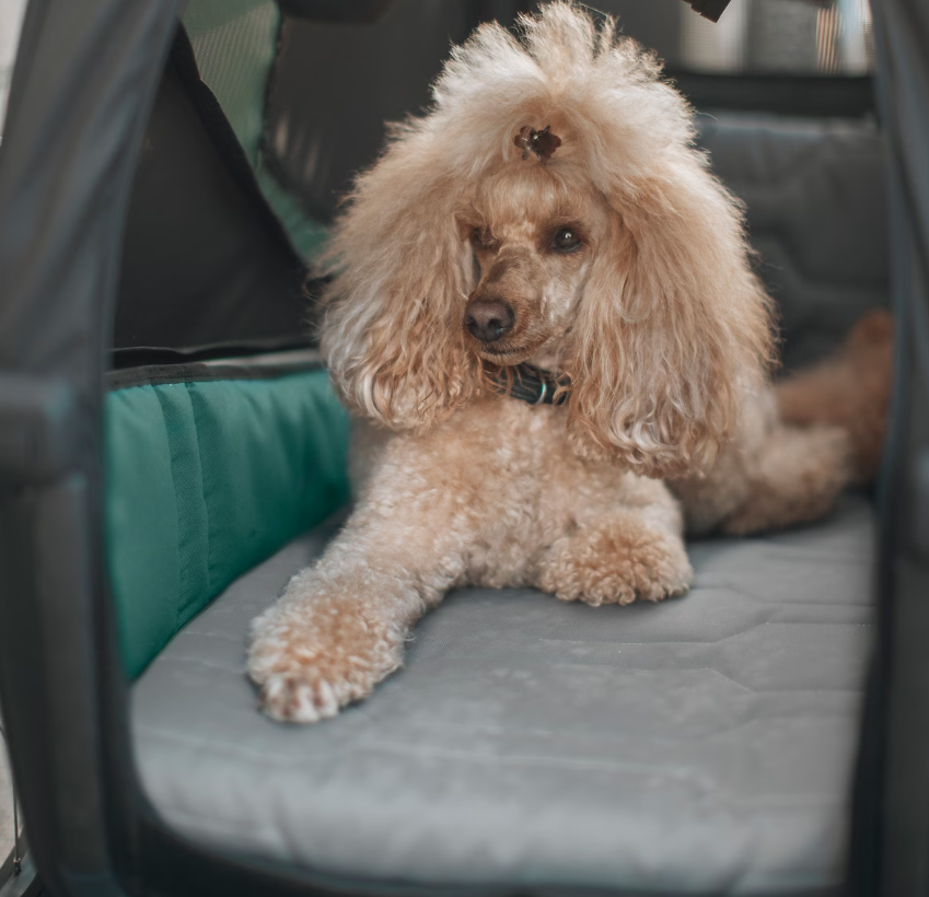 Thule | Ligmatras vr Fietkar Hond Bexy M