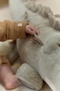 Little Dutch | Activiteitenknuffel Safari Friends Krokodil Groen Textiel GRS