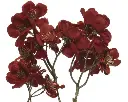 Kaemingk | Sierbloem Poinsetta Fluweel Rood 26x10x78cm