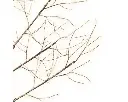 Lumineo | Verlichting Led Boom Snowy Branch Bruin/Warm Wit Ø100x180cm Buiten