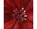Decoris | Sierbloem op Clip Poinsettia Polyester Ø24x7cm