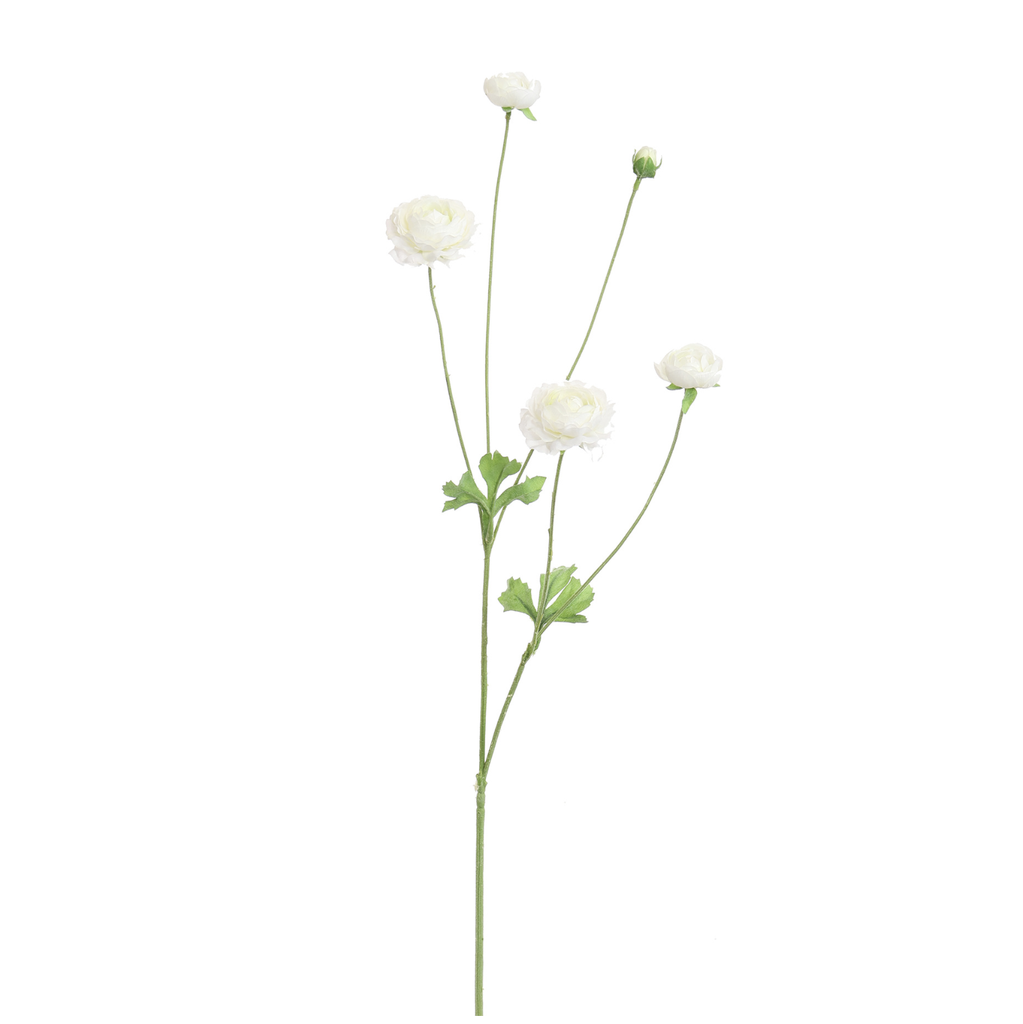 Jasaco |  RANUNCULUS 90CM CREAM