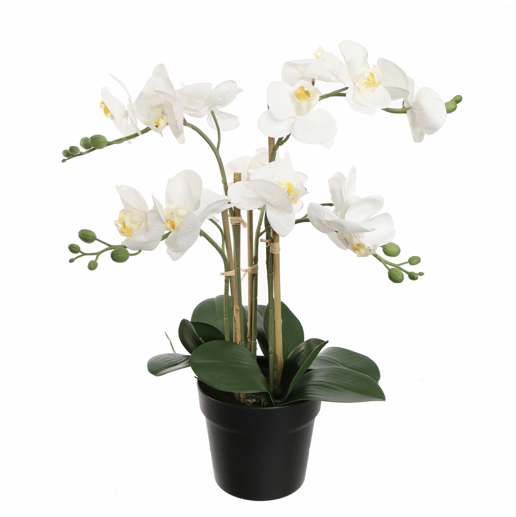 Jasaco |  ORCHID X5 IN POT 55CM WHITE