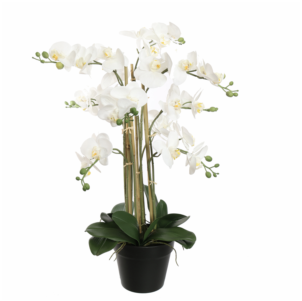 Jasaco |  ORCHID X9 IN POT 75CM WHITE