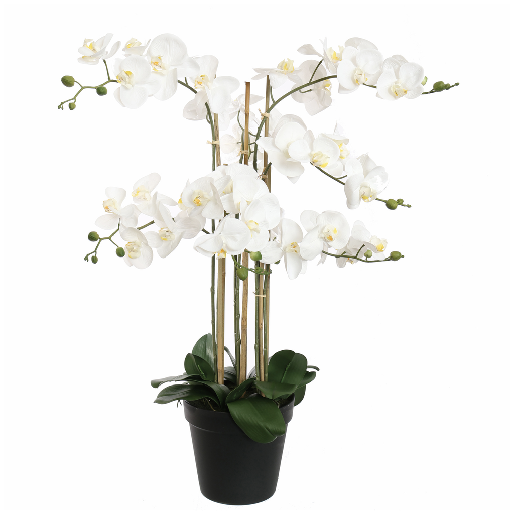 Jasaco |  ORCHID X8 IN POT 90CM WHITE