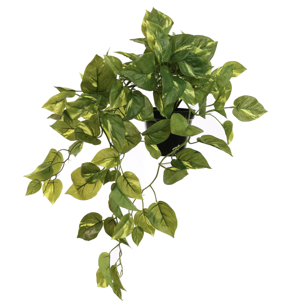 Jasaco |  POTHOS BUSH IN POT GREEN