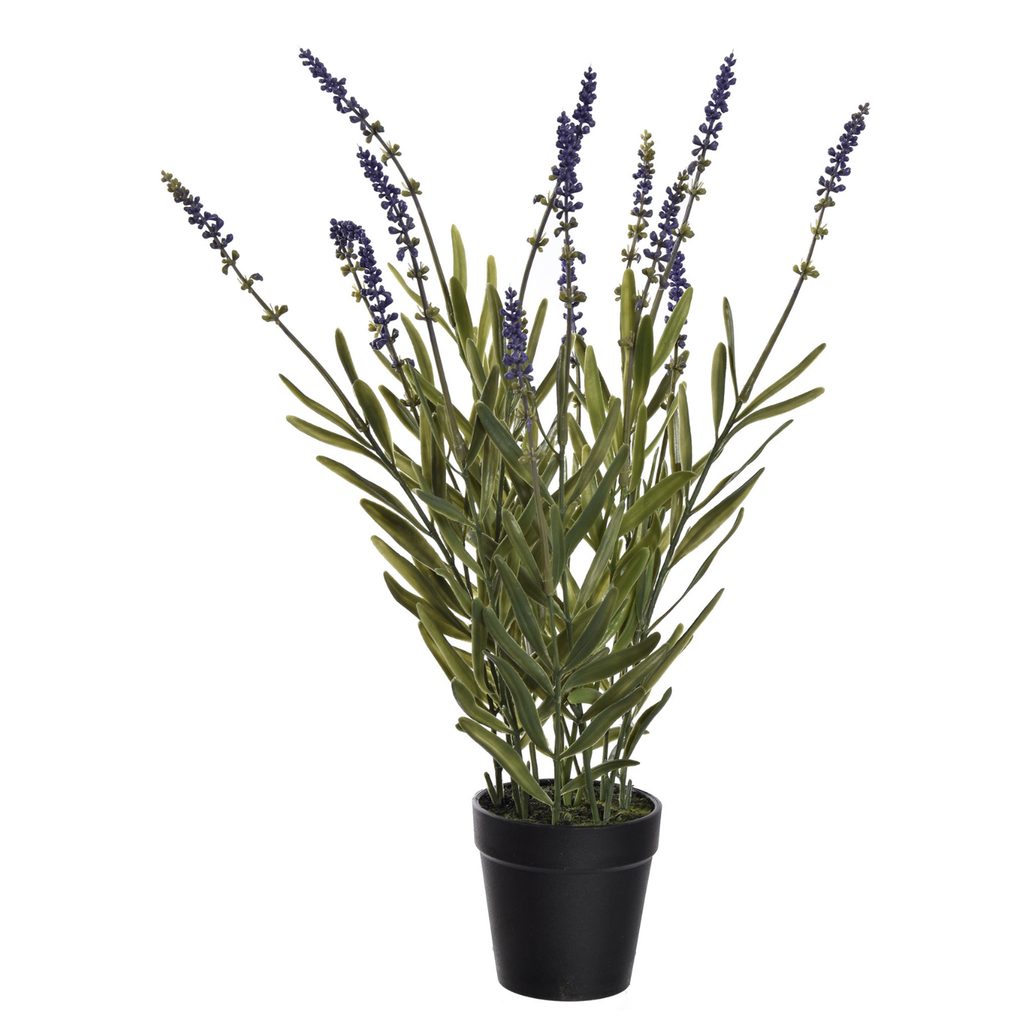 Jasaco |  WILD LAVENDER IN POT 45CM LAVENDER