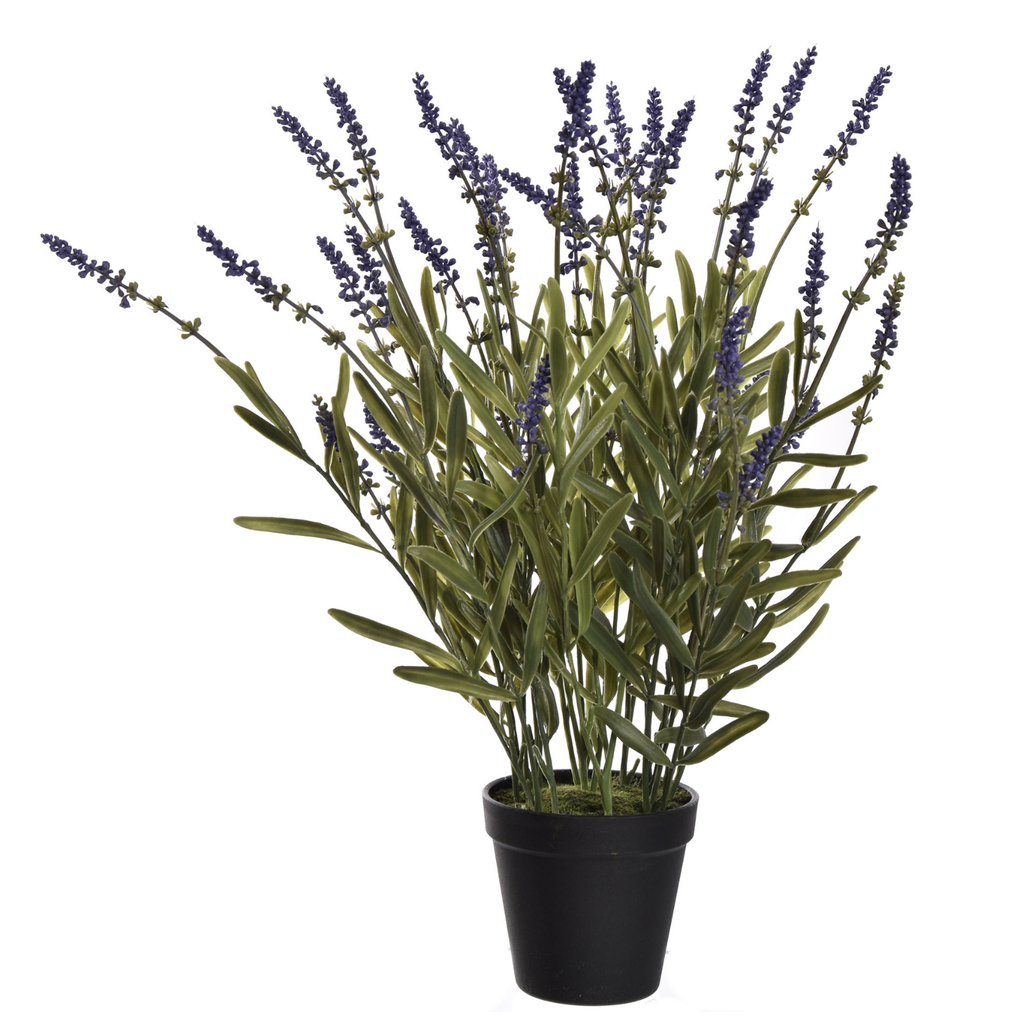 Jasaco |  WILD LAVENDER IN POT 50CM LAVENDER