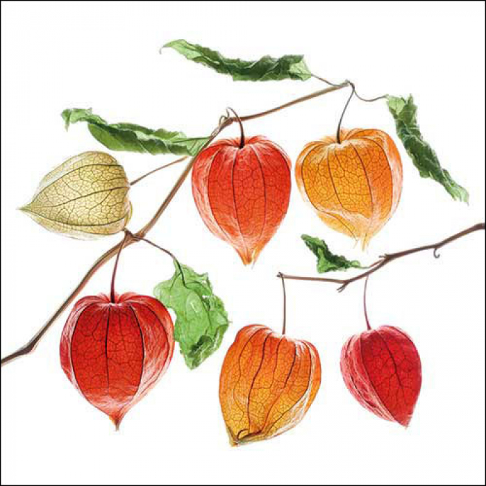 Ambiente | Servetten Lampion Flower 3-laags 100%FSC 33x33cm 20-pack