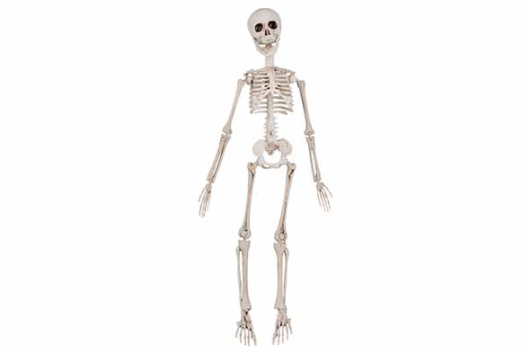 Cosy & Trendy | SKELET POSABLE NATUUR 10X4XH48CM KUNSTST