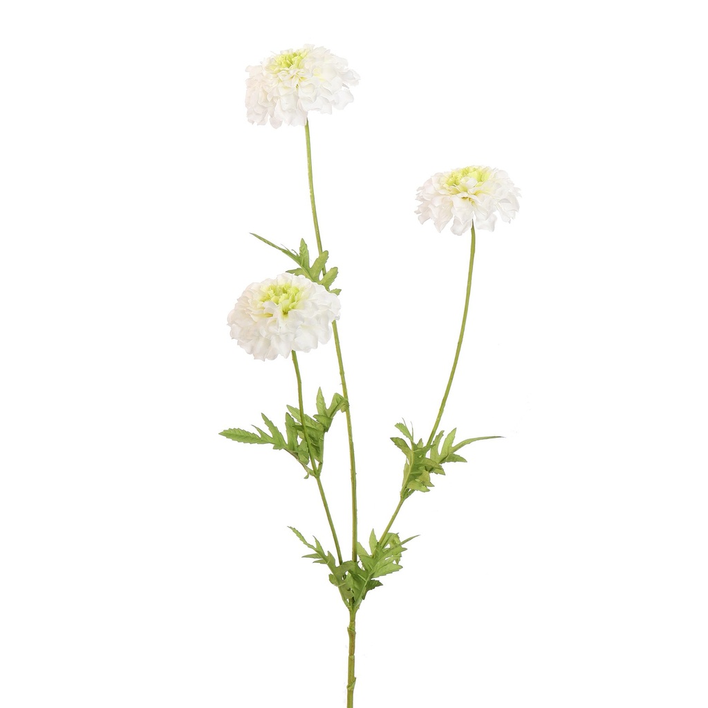 Jasaco | Sierbloem Marigold Cream 65cm