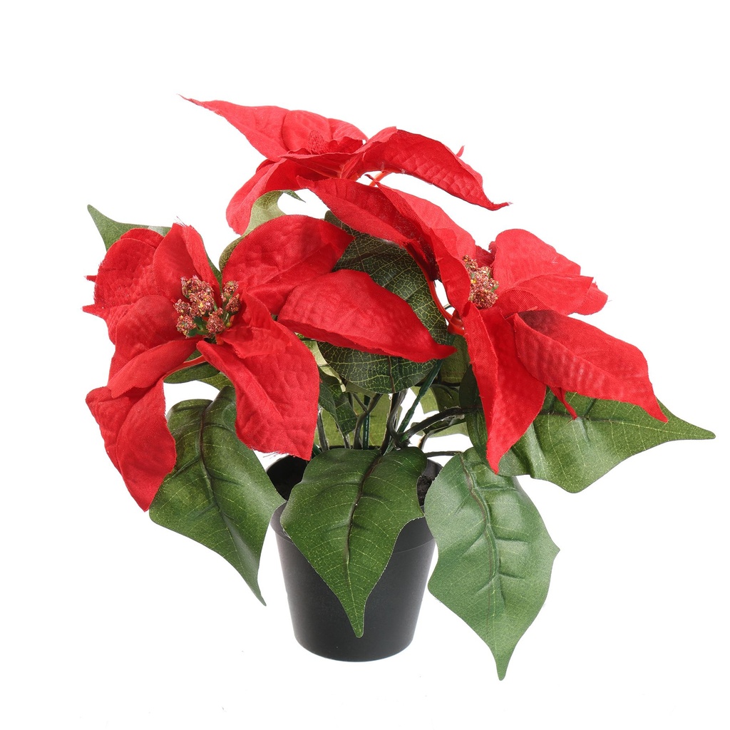 Jasaco |  POINSETTIA X3 IN POT 25CM RED