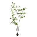 Jasaco | Sierplant Schefflera Green 220cm