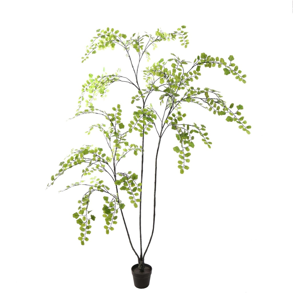 Jasaco | Sierplant Celery Leaf Tree Green 200cm