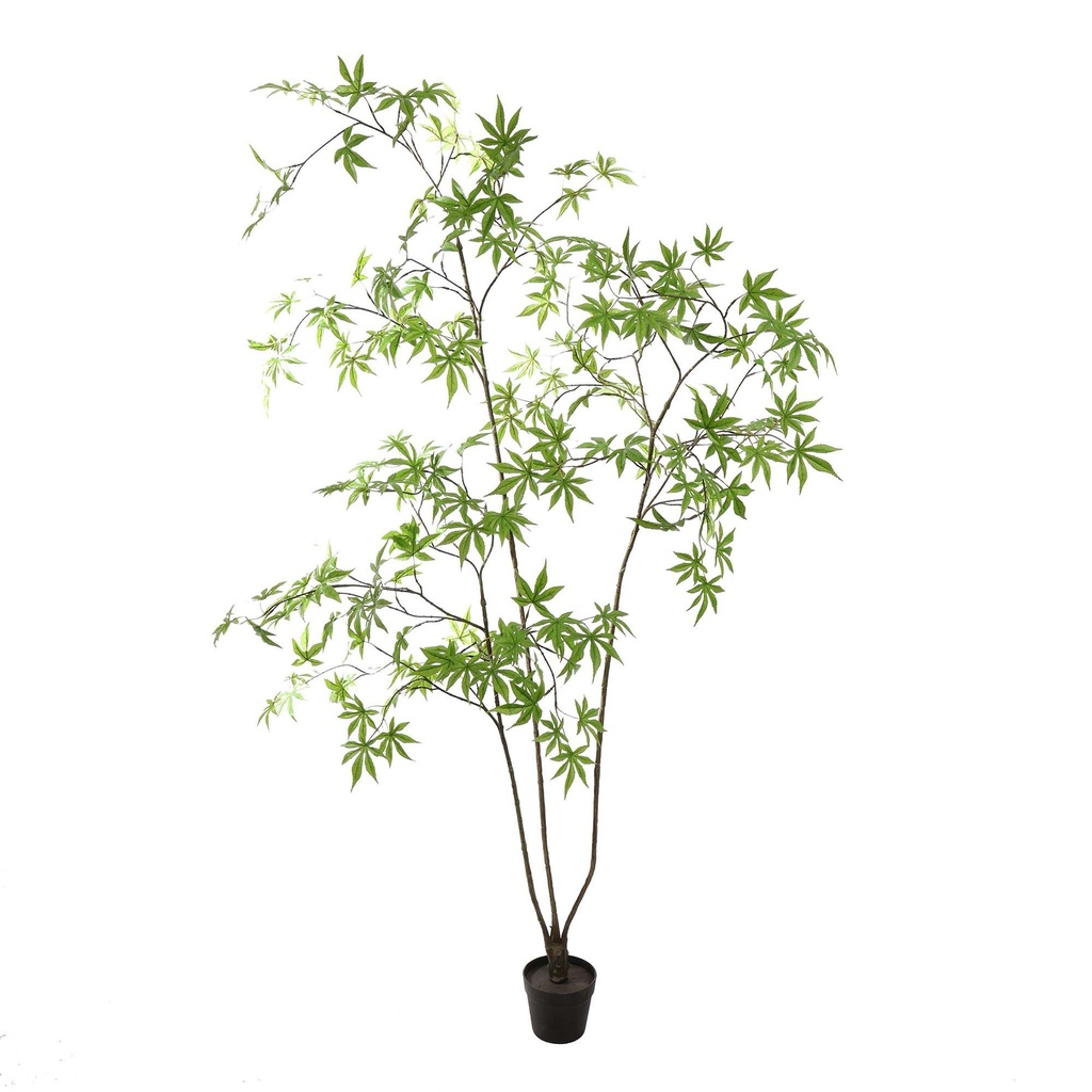 Jasaco | Sierplant Acer Palmatum Green 200cm