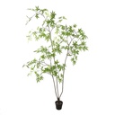 Jasaco | Sierplant Acer Palmatum Green 200cm