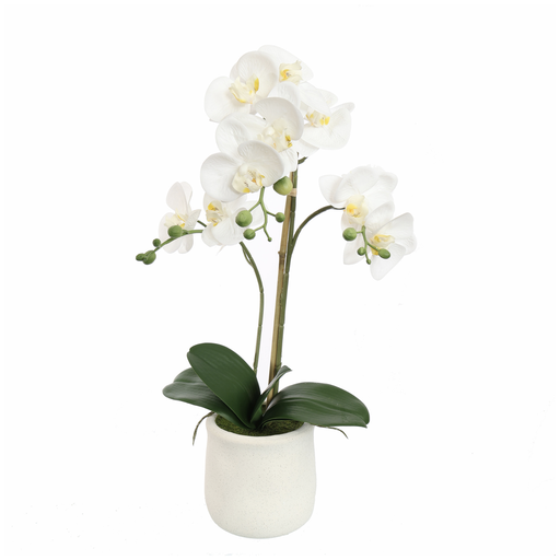 [547343] Jasaco |  ORCHID X2 IN POT 55CM WHITE