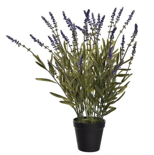 [547350] Jasaco |  WILD LAVENDER IN POT 50CM LAVENDER
