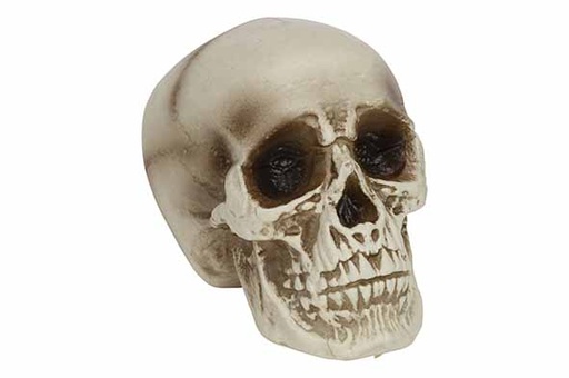 [566858] Cosy & Trendy | Figuur Doodskop Natuur H16cm