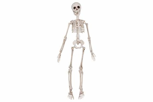 [566870] Cosy & Trendy | SKELET POSABLE NATUUR 10X4XH48CM KUNSTST