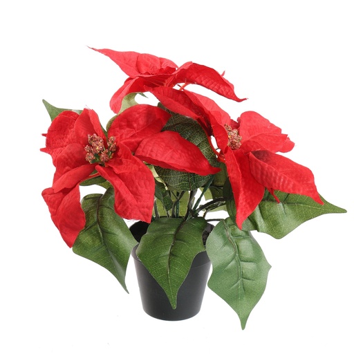 [569270] Jasaco |  POINSETTIA X3 IN POT 25CM RED