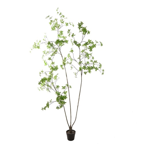 [580765] Jasaco | Sierplant Japanse Enkianthus Green 200cm