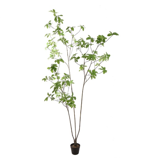 [580766] Jasaco | Sierplant Schefflera Green 220cm