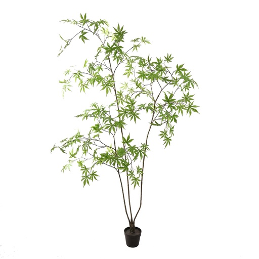 [580768] Jasaco | Sierplant Acer Palmatum Green 200cm